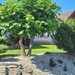 prodej-rodinneho-domu-penzionu-trhove-sviny-todne-1-04a824